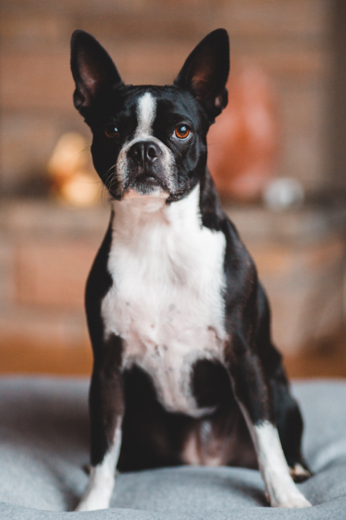 Boston Terrier Puppy For Sale - Fairfield Furbabies